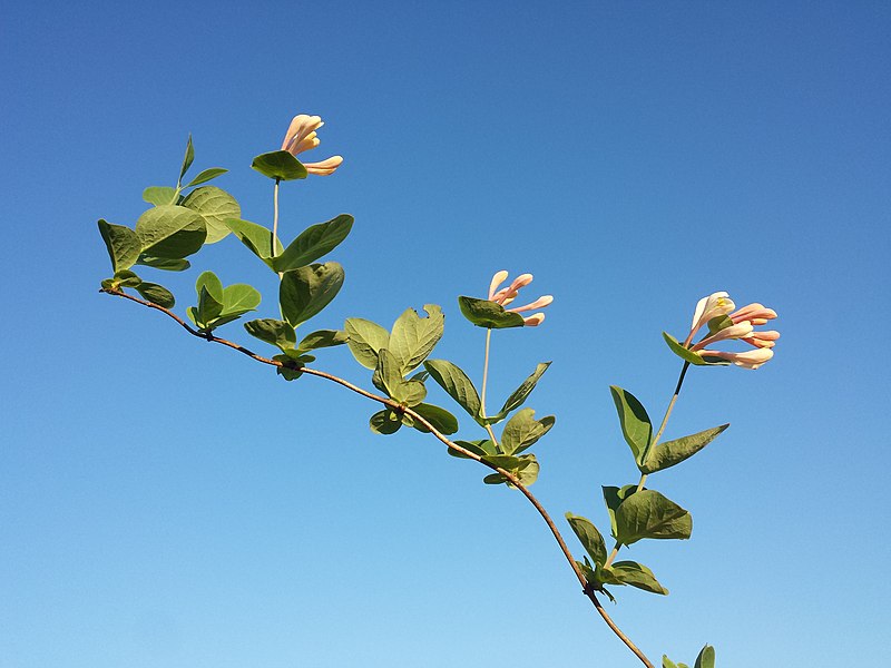 File:Lonicera caprifolium sl17.jpg