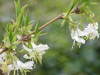 <i>Lonicera fragrantissima</i> Species of honeysuckle