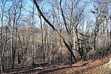 A portion of Arlington Woods on Humphreys Drive in 2013 Looking NW at Arlington Woods - Section 29 - Arlington National Cemetery - 2013-01-18.jpg