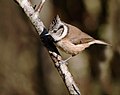 Lophophanes cristatus - Aviemore, Schottland-8.jpg