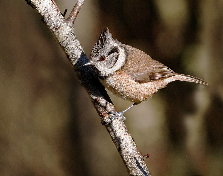 File:Lophophanes cristatus -Aviemore, Scotland-8.jpg