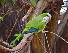 Female pet from a free flight session in Uruguay Lora Myiopsitta en un sauce de Uruguay.jpg