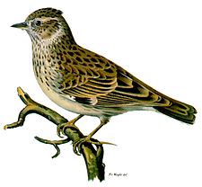 Lithograph of a woodlark by Magnus von Wright Lullula arborea.jpg