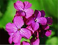 Lunaria annua detail.jpg