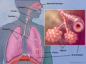 Lung anatomy