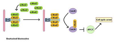 Mad1 function in SAC. Mad1 homodimer in unattached kinetochores is bound to two c-Mad2 and forms a catalytic receptor for cytozolic o-Mad2. Complex Mad1-cMadD2-oMad2 catalyzes conformational change of inactive oMad2 to the active c-Mad2 form. C-Mad2 then binds to Cdc20 and mediates APC/C inhibition and mitotic arrest. MAD1 function in SAC.jpg