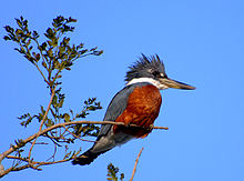 MARTIM-PESCADOR-NOBELULA (Megaceryle torquata).jpg