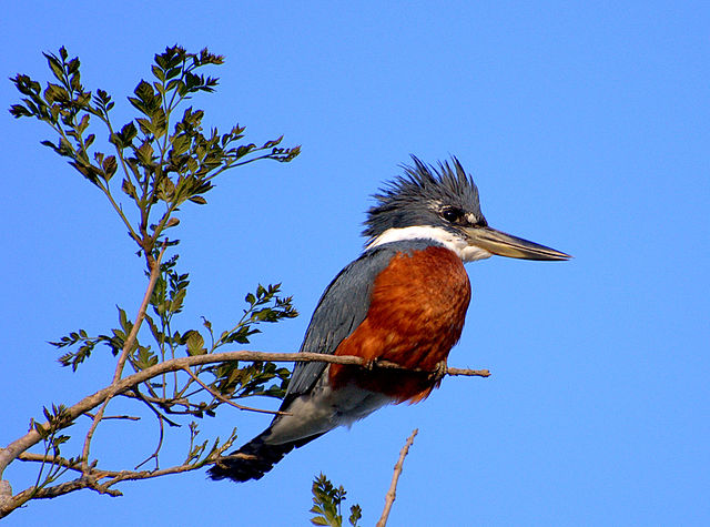 Belted Kingfisher (Crum Woods Biodiversity Guide) · iNaturalist