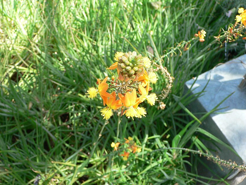 File:MP - Bulbine frutescens 1.jpg