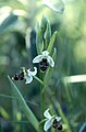 Ophrys scolopax, Andalusien