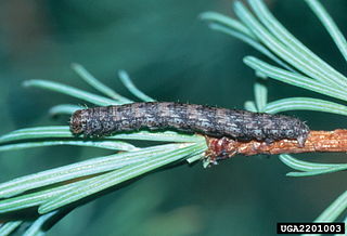 <i>Macaria sexmaculata</i> Species of moth