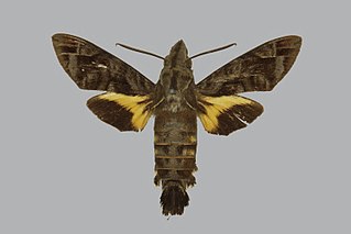 <i>Macroglossum poecilum</i> Species of moth