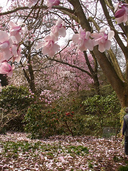 File:Magnolia Blossom in Valley Gardens - geograph.org.uk - 1801159.jpg