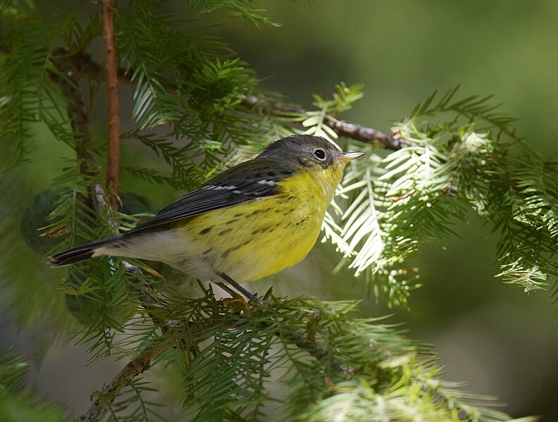 File:Magnolia Warbler (37773211672).jpg