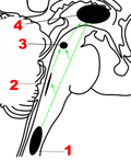 Thumbnail for Parabrachial nuclei