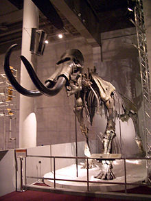 Mammuthus sungari iskeleti.