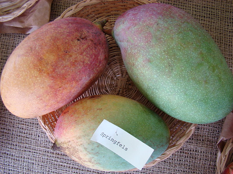 File:Mango Springfels Asit fs8.jpg