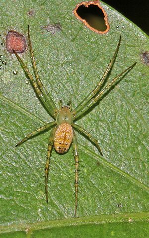 Mangora maculata, Julie Metz Wetlands, Woodbridge, Virginia.jpg