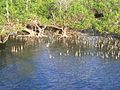 Mangrove pneumatophores.JPG