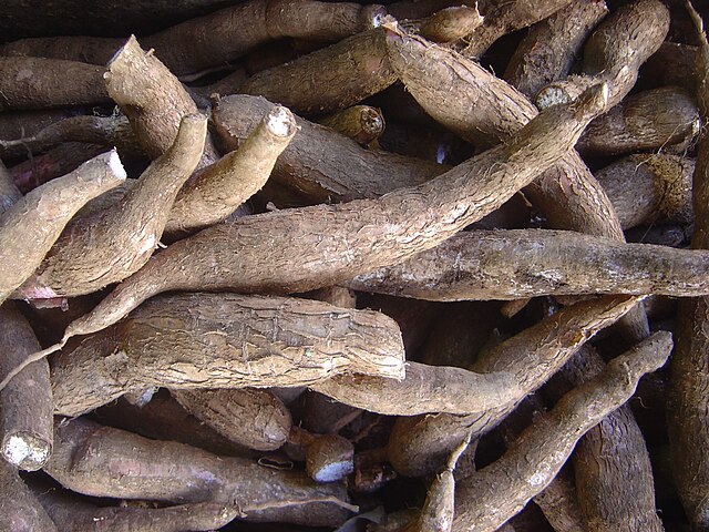 Manioc