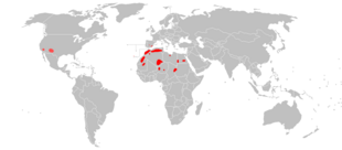 Ammotragus Lervia Blizdekol