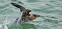 Thumbnail for Marbled murrelet