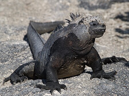 ไฟล์:Marineiguana03.jpg