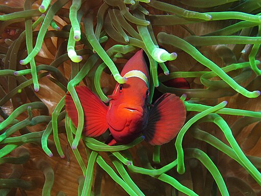 Maroon clownfish have a reputation as one of the most aggressive saltwater fish