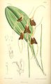 Masdevallia schlimii plate 6740 in: Curtis's Bot. Magazine (Orchidaceae), vol. 110, (1884)