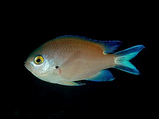 <i>Chromis fumea</i>