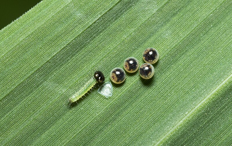 File:Mature eggs and caterpillar of Melanitis leda (Linnaeus, 1758) – Common Evening Brown on Setaria verticillata.jpg