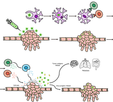 Mechanims of action of oncolutic virus.png