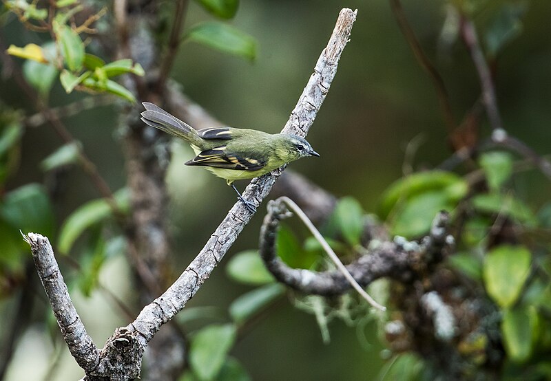 File:Mecocerculus minor - Sulphur-bellied Tyrannulet.jpg