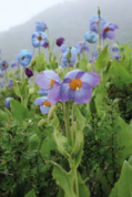 Meconopsis gakyidiana.png