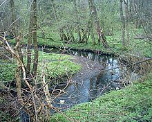 Meers Brook near Cat Lane, Meersbrook