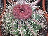 Melocactus.JPG