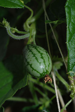 Melothria scabra fruit.jpg