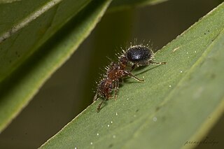 <i>Meranoplus bicolor</i> Species of ant