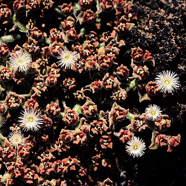 File:Mesembryanthemum crystallinum 1983-1.JPG