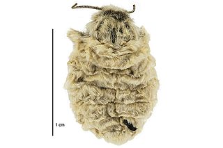 <i>Metacrias huttoni</i> Species of moth endemic to New Zealand