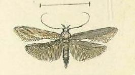 Metzneria tenuiella