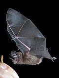 Thumbnail for Little big-eared bat