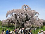 三春滝桜のサムネイル