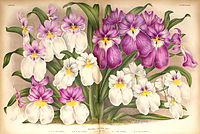 plate 579-580 Miltoniopsis vexillaria