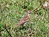 Greater Short-Toed Lark (Calandrella brachydactyla) I IMG 4695.jpg