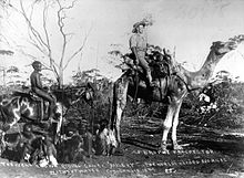 Spectacle Skynd dig Arkæologi Australian feral camel - Wikipedia