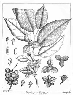 <i>Mitrephora grandiflora</i> Species of flowering plant