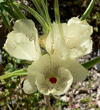 <i>Mohavea</i> Genus of flowering plants