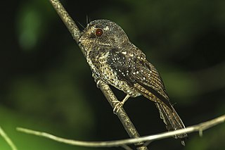 Moluccan owlet-nightjar Species of bird