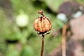 Moneses uniflora 1043.JPG